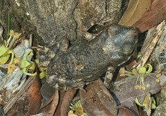 Poyntonophrynus fenoulheti