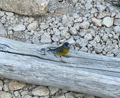 Phrygilus patagonicus