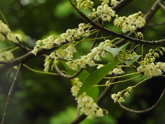 Elaeocarpus glabripetalus
