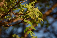 Lannea schweinfurthii