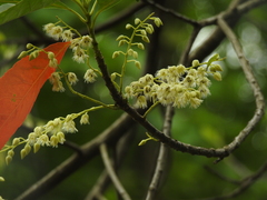 Elaeocarpus glabripetalus