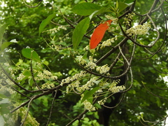 Elaeocarpus glabripetalus