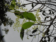 Elaeocarpus glabripetalus