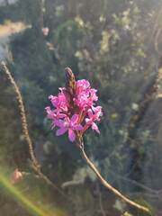 Epidendrum secundum
