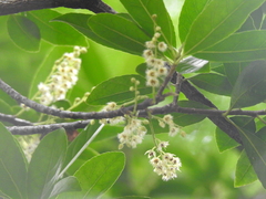 Elaeocarpus glabripetalus
