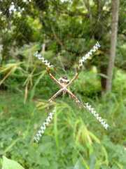 Argiope argentata