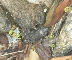 Poyntonophrynus fenoulheti