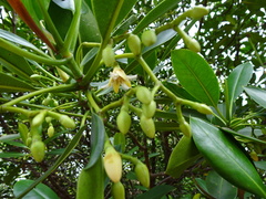 Rhizophora mucronata