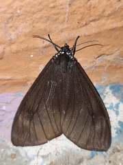 Dysschema leucophaea