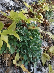Arabis caucasica