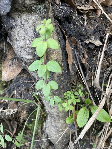 Galium scabrum image