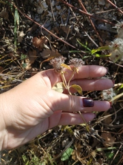 Clinopodium caucasicum