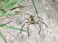 Polybetes pythagoricus