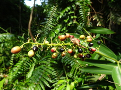 Alpinia aquatica