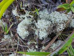 Cladonia confusa