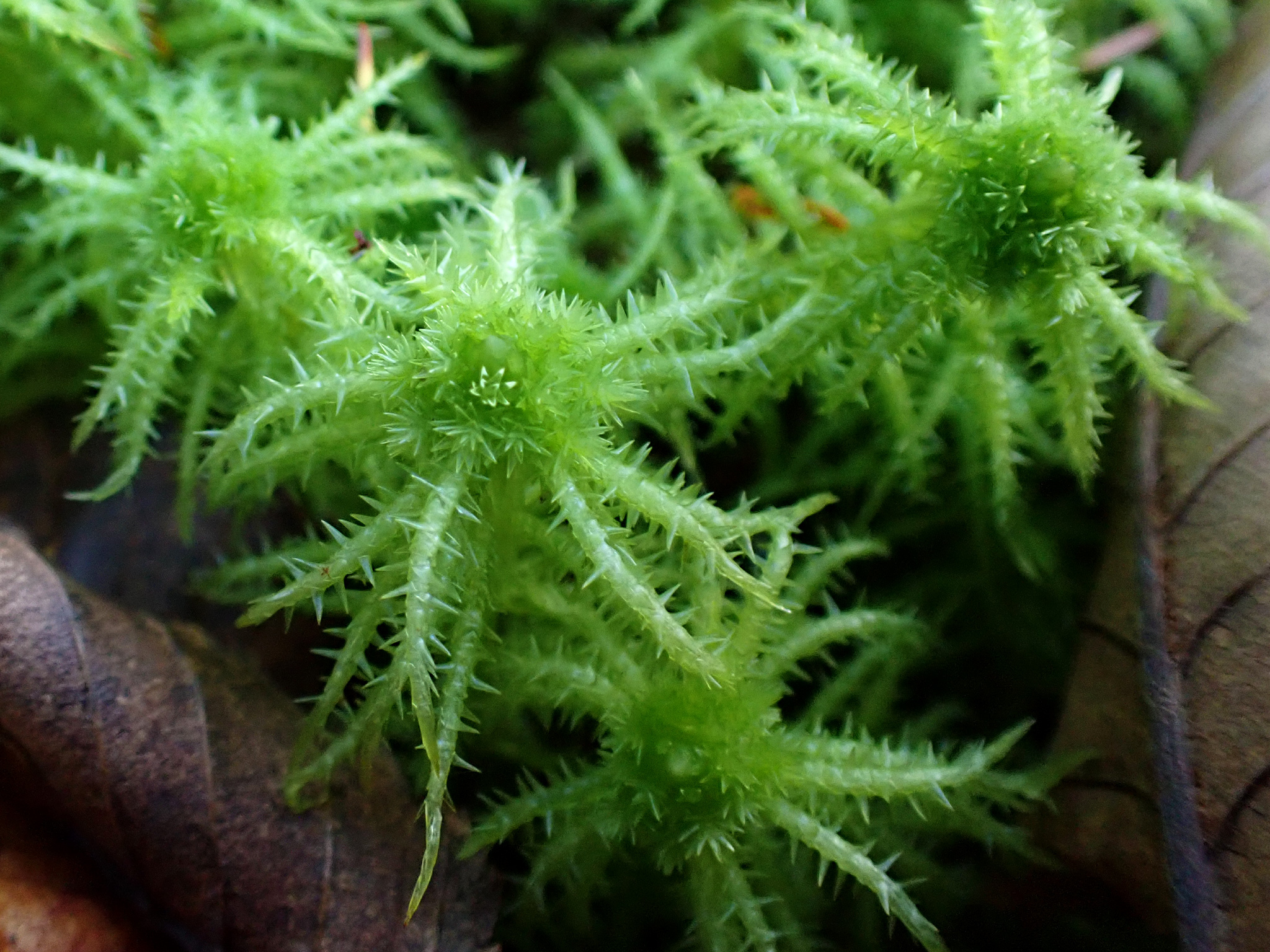 Sphagnum squarrosum