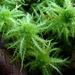 Crome Sphagnum - Photo (c) Adam Gordon, some rights reserved (CC BY-NC-ND), uploaded by Adam Gordon