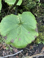 Pericallis papyracea image