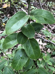 Vincetoxicum hirsutum