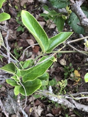 Vincetoxicum hirsutum