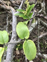 Vincetoxicum hirsutum