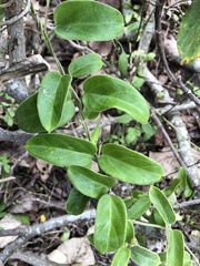 Vincetoxicum hirsutum