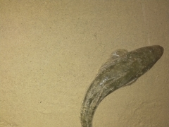 Platycephalus fuscus