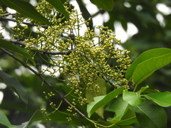 Syzygium nervosum