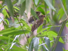Cyornis hainanus
