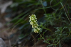 Sideritis hyssopifolia