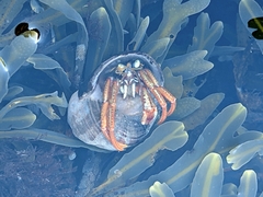 Pagurus acadianus