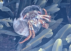 Pagurus acadianus