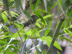 Cyornis hainanus