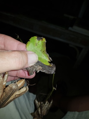 Aristolochia littoralis