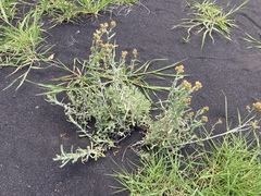 Helichrysum luteoalbum image