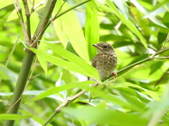 Cyornis hainanus