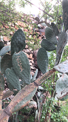Opuntia ficus-indica