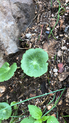 Umbilicus rupestris