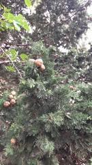 Cupressus sempervirens