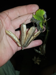 Aristolochia littoralis