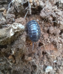 Armadillidium vulgare