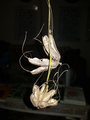Aristolochia littoralis