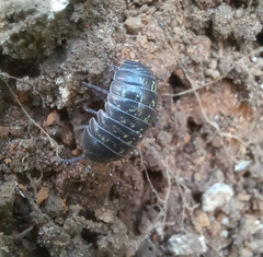 Armadillidium vulgare