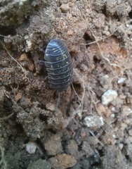 Armadillidium vulgare