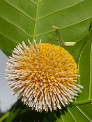 Neolamarckia cadamba