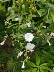 Convolvulus floridus