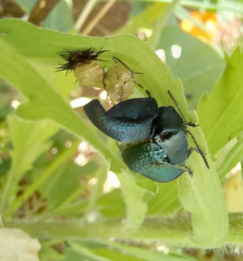 Cyrtonota thalassina