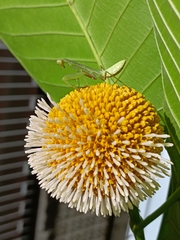 Neolamarckia cadamba