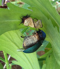 Cyrtonota thalassina