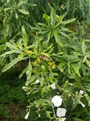 Convolvulus floridus